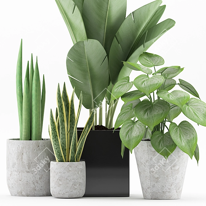 Tropical Plant Collection in Concrete Pot 3D model image 2