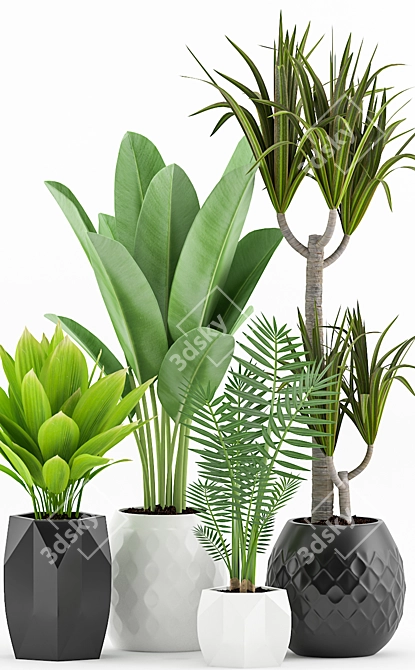 Tropical Plant Bundle: Palm, Dracaena, Marginata 3D model image 2