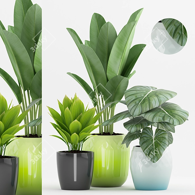 Tropical Paradise: Philodendron, Palm & Banana Plant 3D model image 1