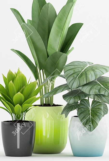 Tropical Paradise: Philodendron, Palm & Banana Plant 3D model image 2