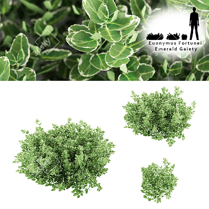 Emerald Gaiety Euonymus Bushes 3D model image 1