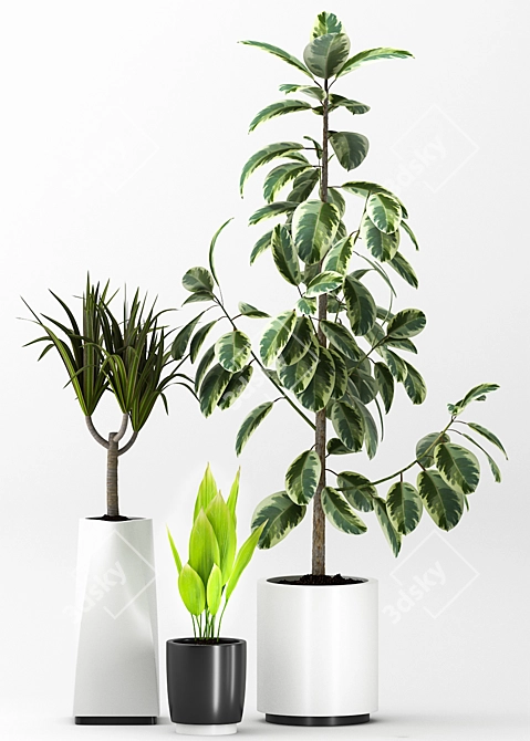 Elegant Indoor Plants Set 3D model image 2