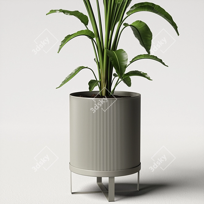 Tropical Paradise Strelitzia Plant 3D model image 6