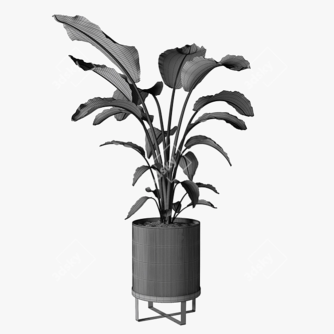 Tropical Paradise Strelitzia Plant 3D model image 7