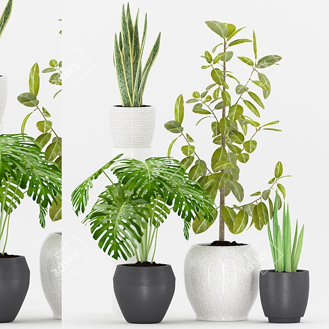 65-Plant Collection: Sansevieria, Cylindrical, Ficus & Monstera 3D model image 1