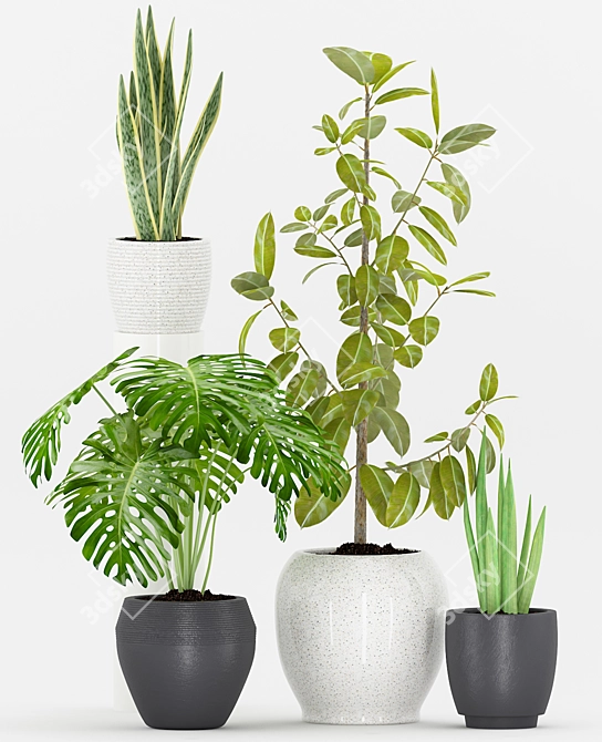 65-Plant Collection: Sansevieria, Cylindrical, Ficus & Monstera 3D model image 2