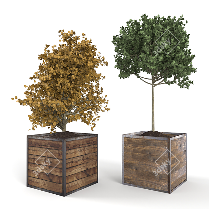 Boxed Wood Trees: Natural Greenery 3D model image 1