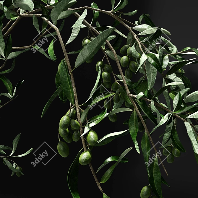 Elegant Olive Branch Vase 3D model image 2