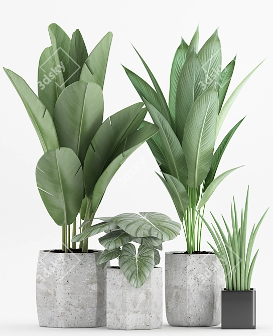 Tropical Plant Mix: Strelitzia, Banana & Sansevieria 3D model image 2