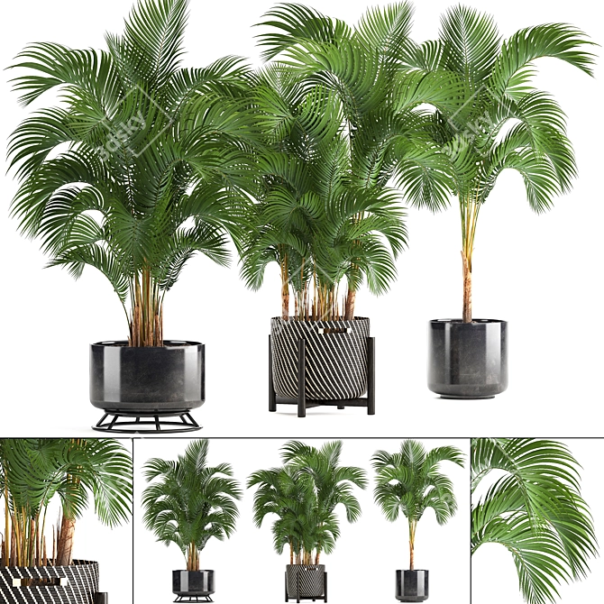 Tropical Oasis Collection: Howea forsteriana 3D model image 1