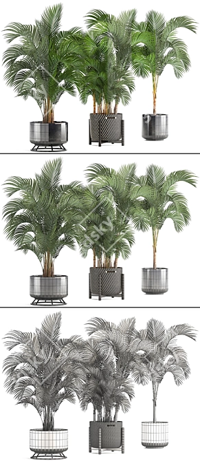 Tropical Oasis Collection: Howea forsteriana 3D model image 3