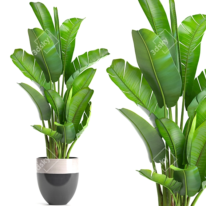 Ravenala Madagascarensis: Exotic Banana Palm 3D model image 1