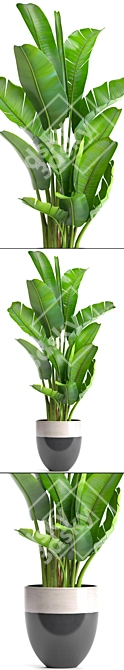 Ravenala Madagascarensis: Exotic Banana Palm 3D model image 2