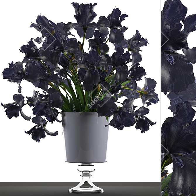 Midnight Blooms: Black Iris Collection 3D model image 1