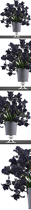 Midnight Blooms: Black Iris Collection 3D model image 2