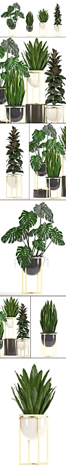 Exquisite Indoor Collection: Monstera, Ficus Robusta & More 3D model image 2