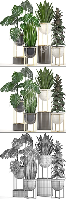 Exquisite Indoor Collection: Monstera, Ficus Robusta & More 3D model image 3