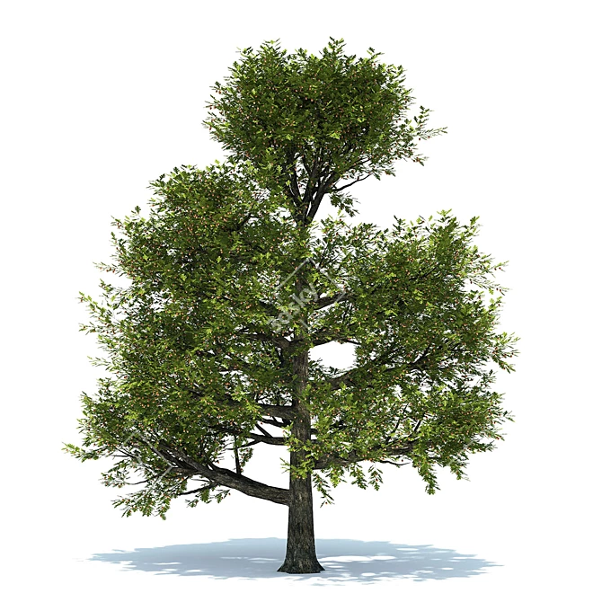 Summer Oak Tree with Acorns 3D model image 1