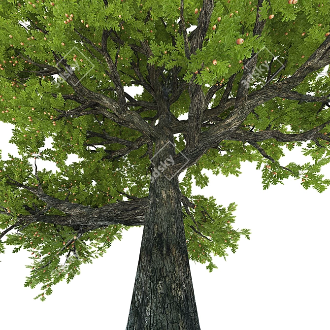 Summer Oak Tree with Acorns 3D model image 2
