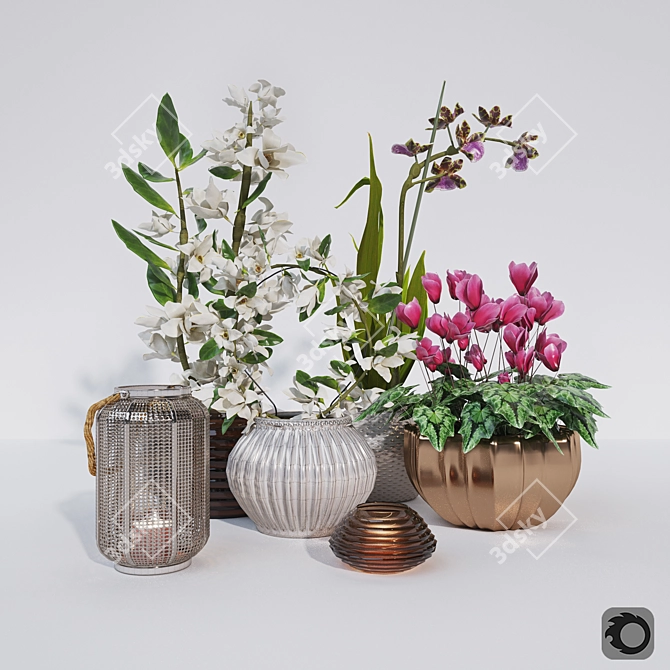 Exquisite Orchid Set: Dendrobium, Zigopetalum, Cyclamen, & Zara Home Lantern 3D model image 1