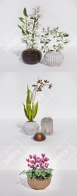 Exquisite Orchid Set: Dendrobium, Zigopetalum, Cyclamen, & Zara Home Lantern 3D model image 2