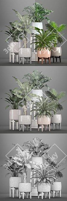 Indoor Plant Collection: Philodendron, Cycas, Alocasia 3D model image 3