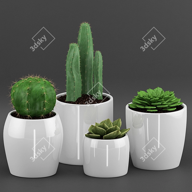 Elegant Cactus & Succulent Set 3D model image 1