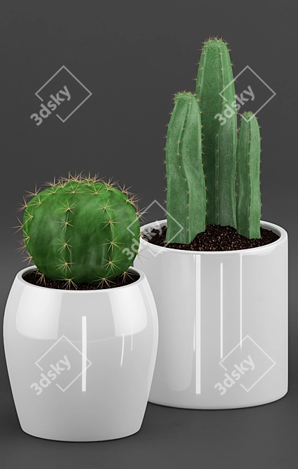 Elegant Cactus & Succulent Set 3D model image 2