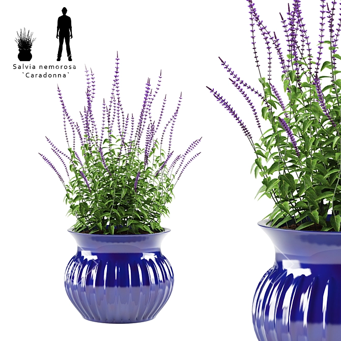 Oakgrass Salvia Flowers in Pot | Caradonna Variety 3D model image 1