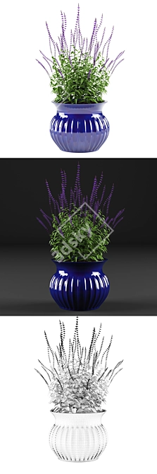 Oakgrass Salvia Flowers in Pot | Caradonna Variety 3D model image 2