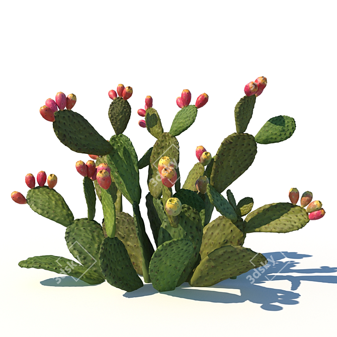 Prickly Pear Cactus / Garden Delight 3D model image 1