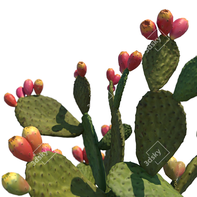 Prickly Pear Cactus / Garden Delight 3D model image 3