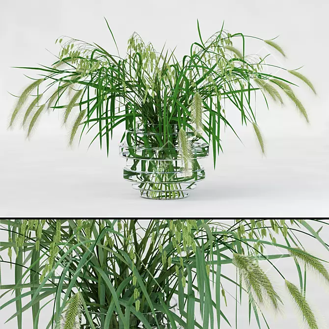  Realistic Northern Sea Oats & Pennisetum Green 3D model image 1