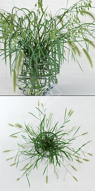  Realistic Northern Sea Oats & Pennisetum Green 3D model image 2