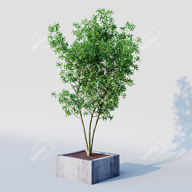 Elegant Osmanthus Tree: 3Dmax Corona 3D model image 2