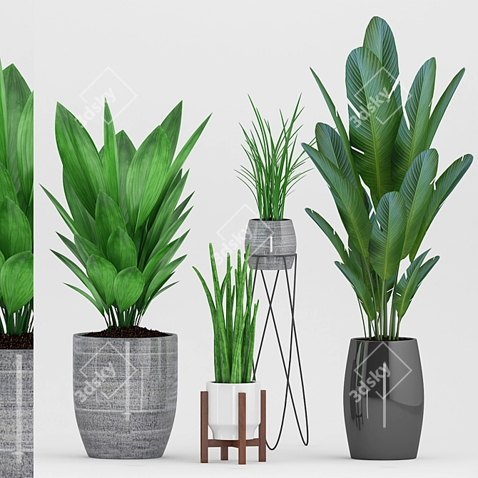  Botanical Bliss: Aspidistra, Sansevieria, Grass & Banana Plant with Stylish Pot 3D model image 1