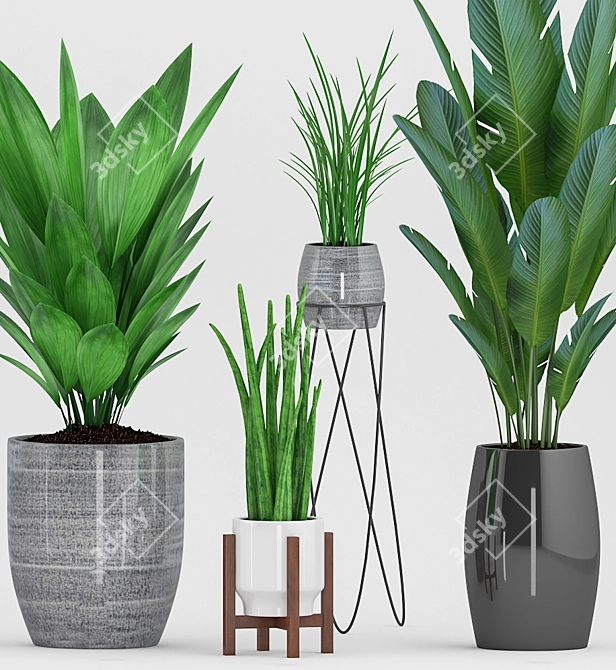  Botanical Bliss: Aspidistra, Sansevieria, Grass & Banana Plant with Stylish Pot 3D model image 2