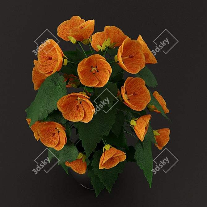 Vibrant Orange Abutilone: Height 0.4m 3D model image 2