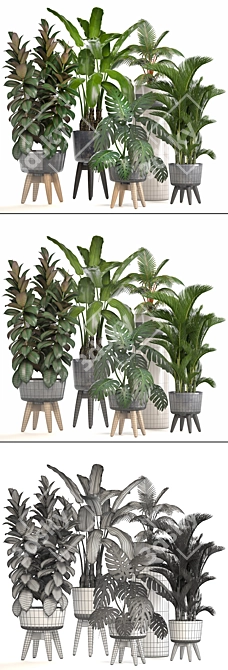 Exotic Plant Collection: Ficus, Monstera, Palm and more! 3D model image 3