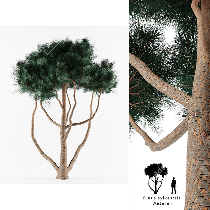 Evergreen Pinus Sylvestris Watereri - Stunning Tree Library! 3D model image 1