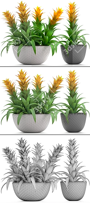 Exotic Bromelia Collection: Decorative Indoor & Office Plants 3D model image 3