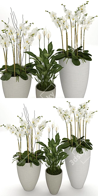 Exotic Beauty: Orchid & Spatiphyllum 3D model image 2