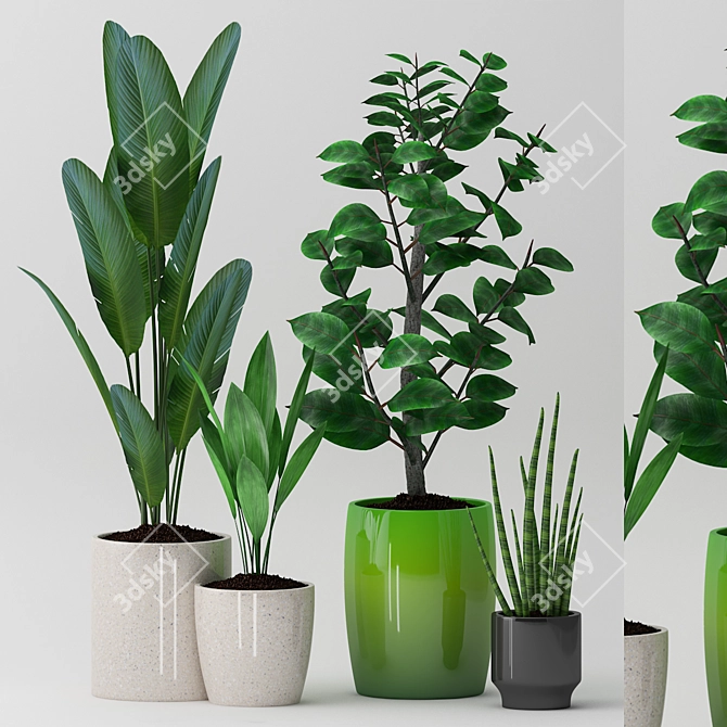 83 Exotic Indoor Plants 3D model image 1