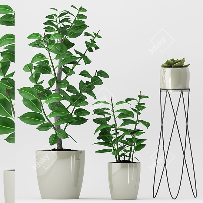 Ficus Elastica & Succulent Combo 3D model image 1