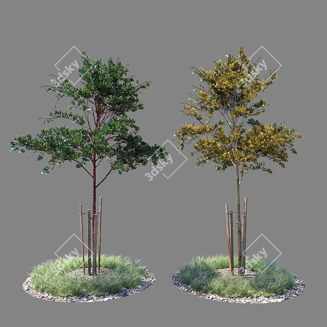 Youthful Tree Duo 3D model image 1