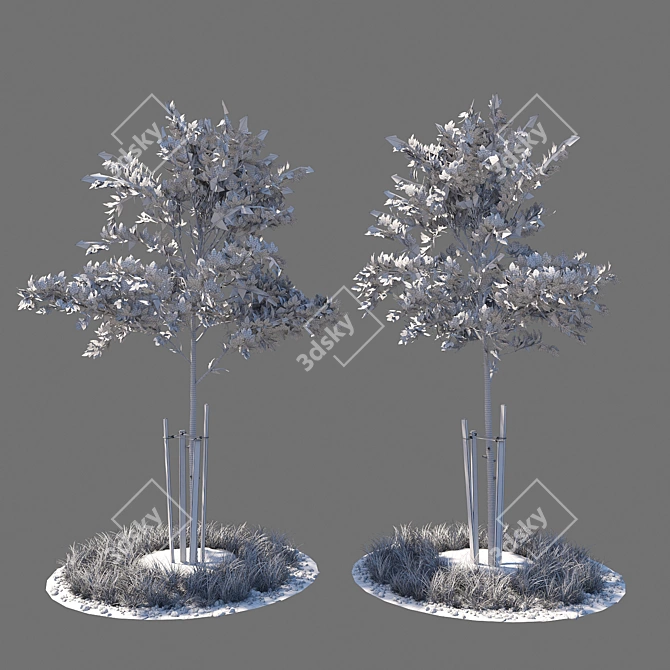 Youthful Tree Duo 3D model image 2