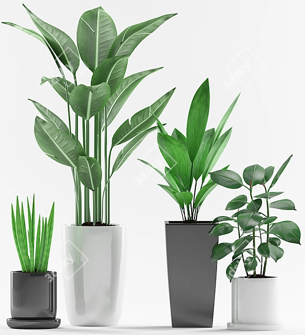 Green Oasis: Aspidistra, Sansevieria, Paradise and Ficus Elastica Plant with Black and Concrete Pot 3D model image 2