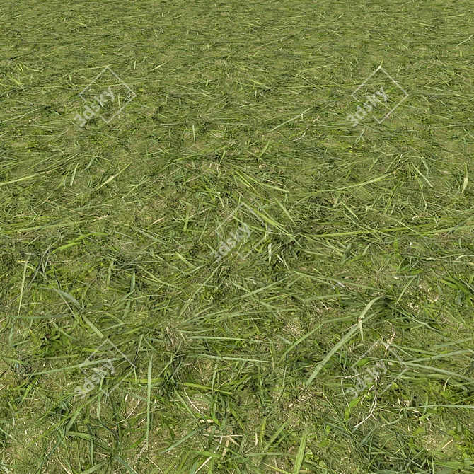 Corona Grass 2: Realistic 3D Scans 3D model image 1