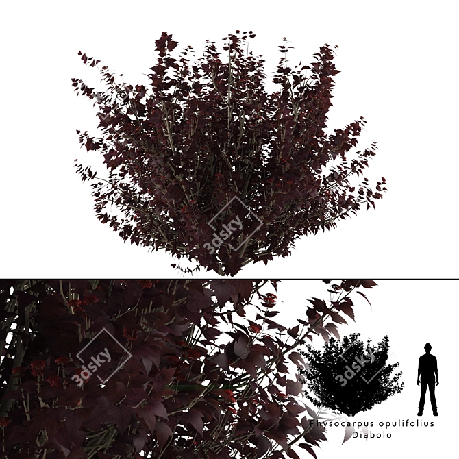 Diabolos Cannabis Buzzard | Physocarpus opulifolius Diabolo 3D model image 1