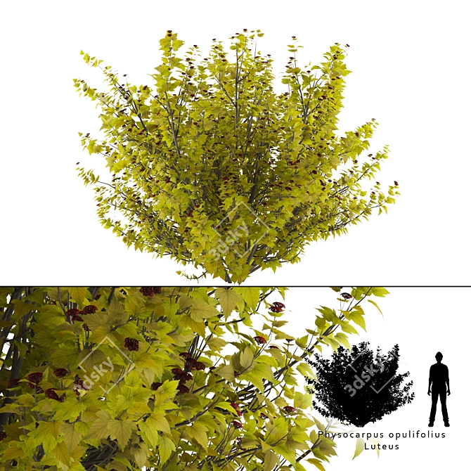 Golden Leaf Bush | Vibrant Shrubbery 3D model image 1